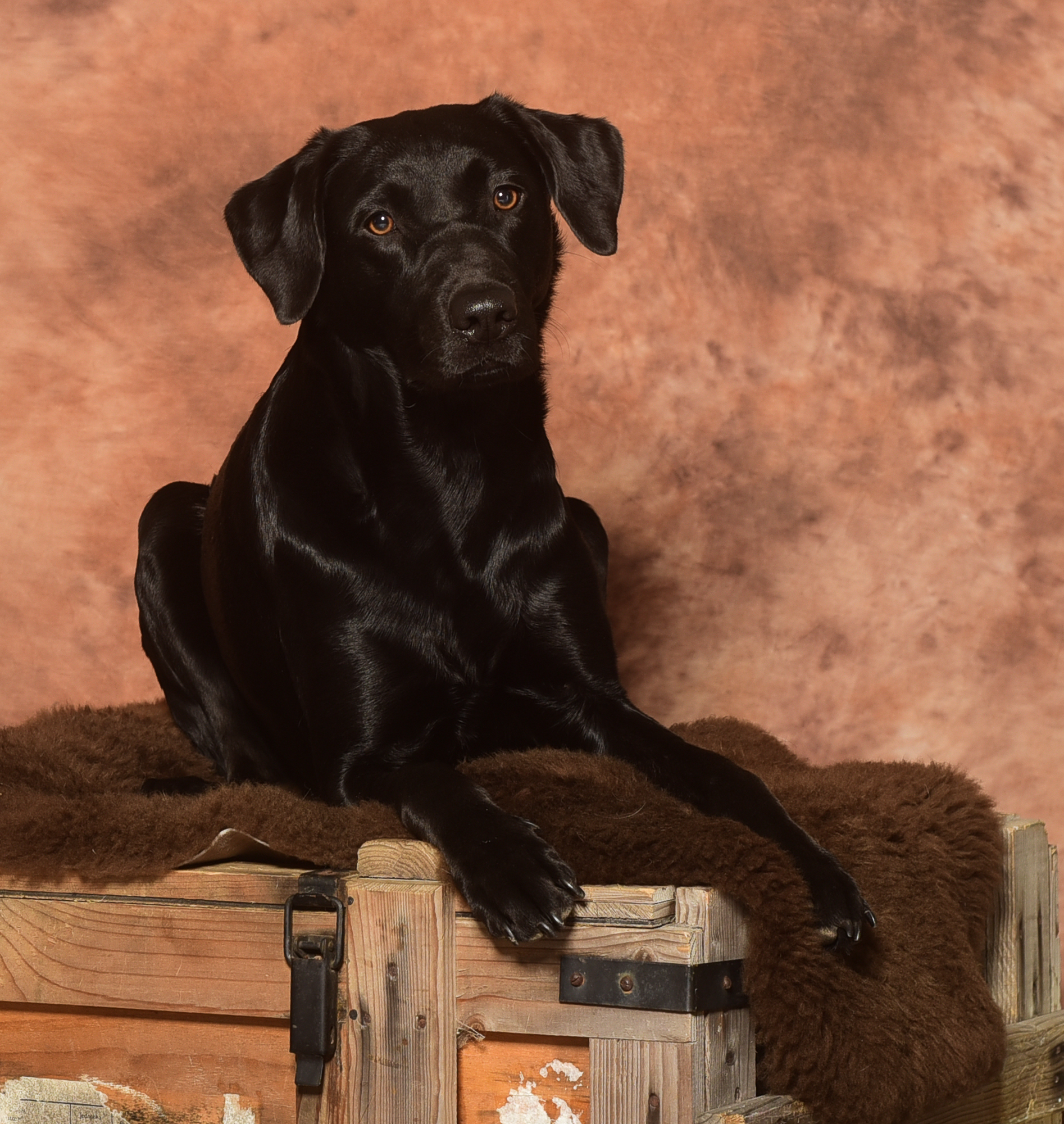 Lou von den Rheurdter Kuhlen (Katniss)